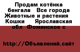 Продам котёнка бенгала - Все города Животные и растения » Кошки   . Ярославская обл.,Фоминское с.